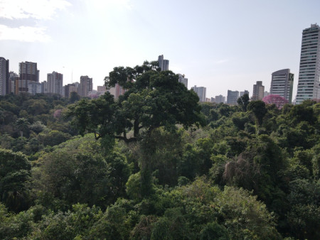 1ª Peroba Gigante - Maringá/PR
